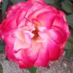 Luísa Gonçalves Araujo, 12